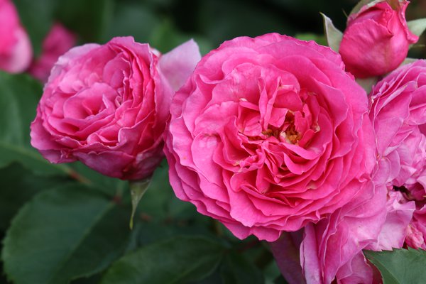 Strauchrose 'Rene van Wegberg'