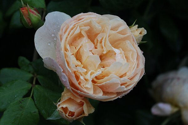 Englische Rose, Austin Rose 'Roald Dahl'