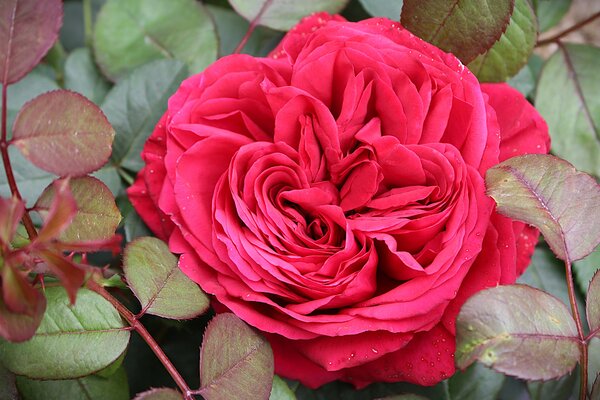 Edelrose 'Rose de 4 Vents'
