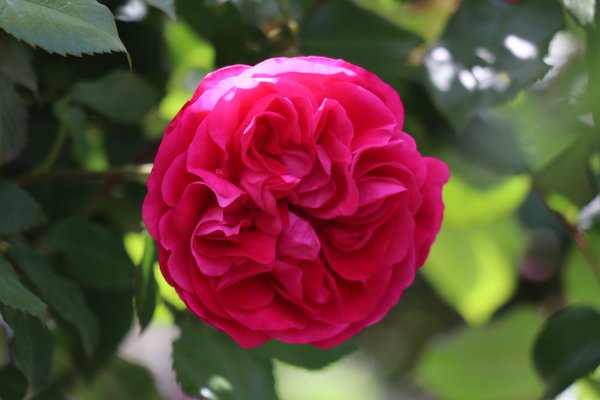 Rosen pflegen Rose Meilove Lubera