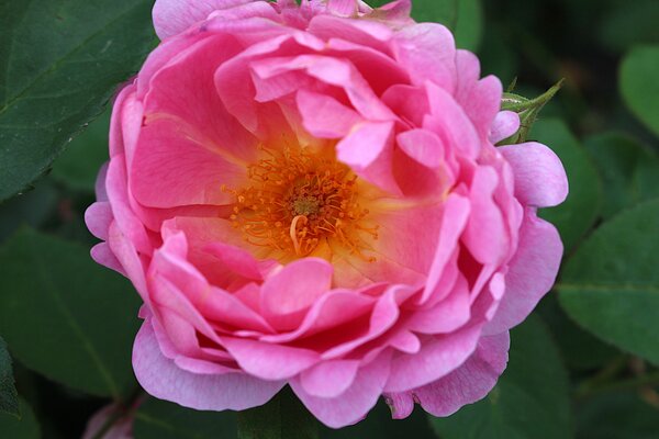 Englische Rose 'Royal Jubilee'