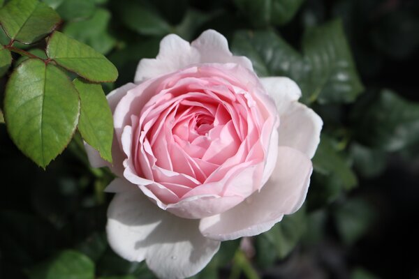 Rose 'Scepter'd Isle' 