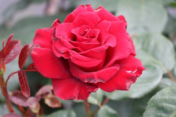 Rose Schwarze Madonna