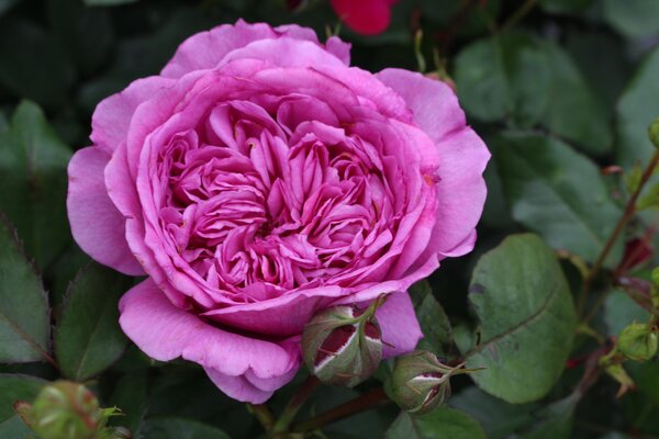 Adore Aroma Duftrose