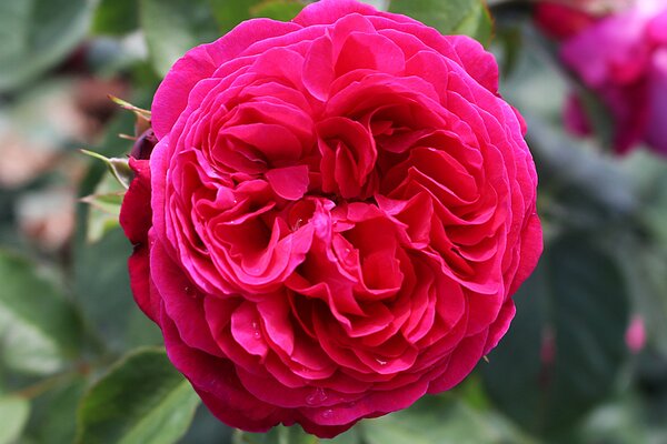 Duftrose 'Andr Rieu'