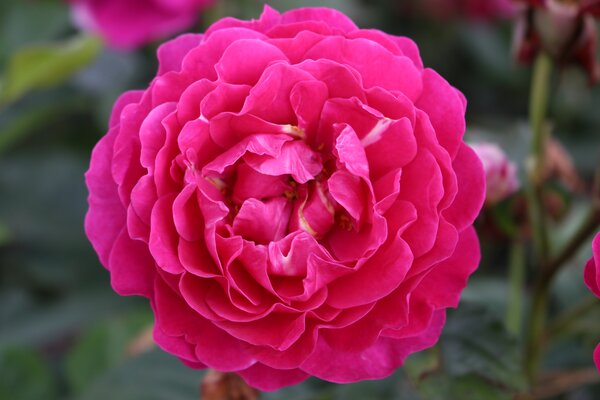 Duftrose 'Pure Aroma' Duftrose 'Pure Aroma'