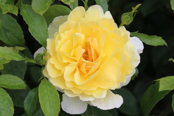 Rose Soleil Vertical 