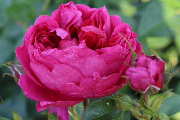 Strauchrose 'Soul'