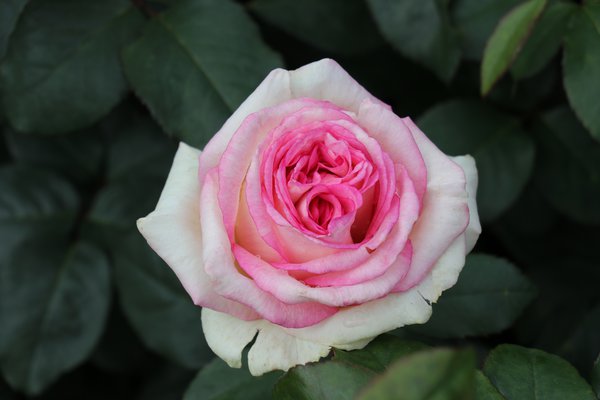 Rose Souvenir de Baden-Baden®