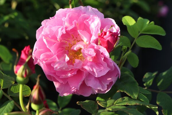 Rose Thérèse Bugnet, Kartoffelrose, Rosa rugosa Hybride, Züchter: Bugnet 1950 Rose Thérèse Bugnet, Kartoffelrose, Rosa rugosa Hybride, Züchter: Bugnet 1950