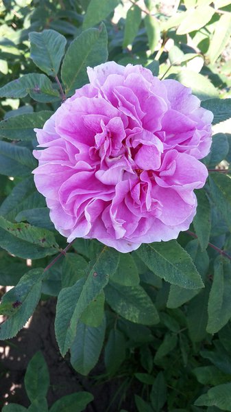 Rose Therese Bugnet, kartoffelrosen pflanzen