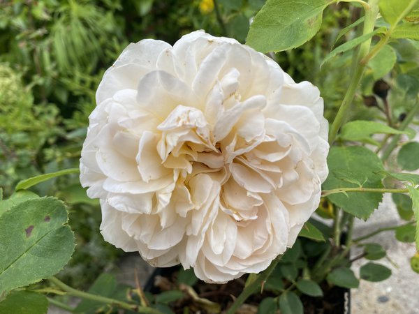 Rose The Lady Gardener