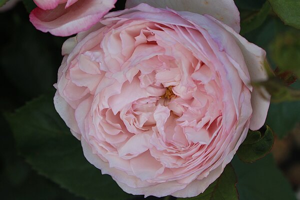 Rose 'The Mill on the Floss'