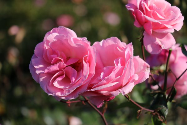 Rose The Queen Elizabeth Rose, Edelrosen pflanzen