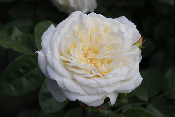 Rosen pflegen Rose Tranquility Lubera