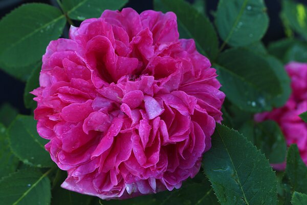 Englische Rose, Austin Rose 'Wild Edric'