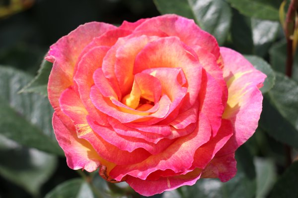 Rose la Parisienne Â®