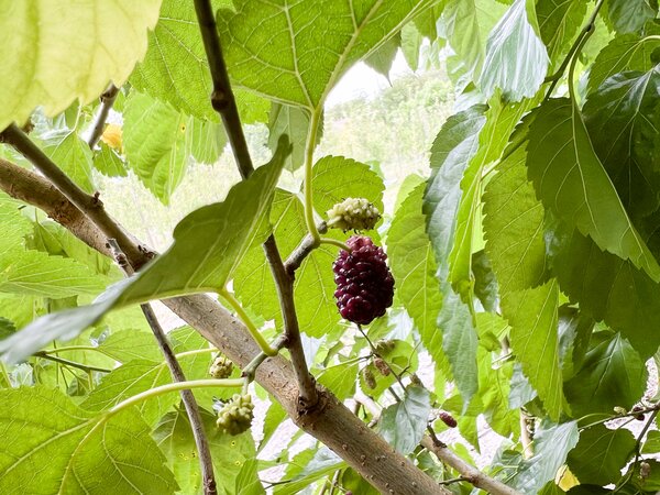 Maulbeere 'Shades of Red', Morus alba