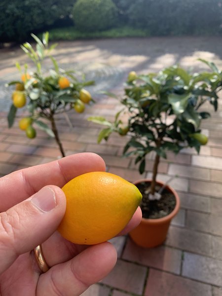 Kumquat Fortunella margerita Nordmann Seedless