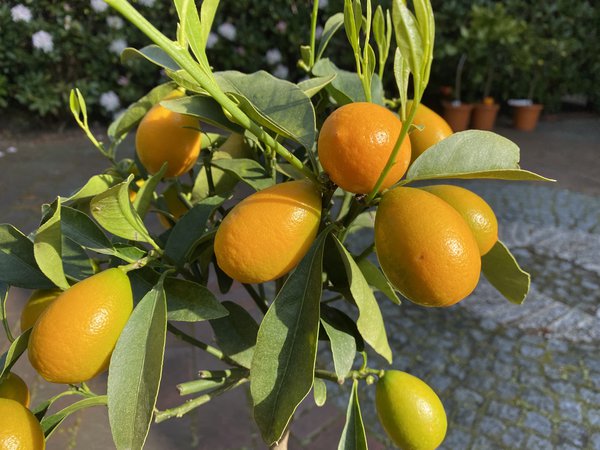 Kumquat gesund Fortunella margerita Nordmann Seedless