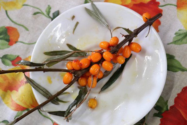 Sanddorn  'Ukraine Inspiration', Hippophae rhamnoides