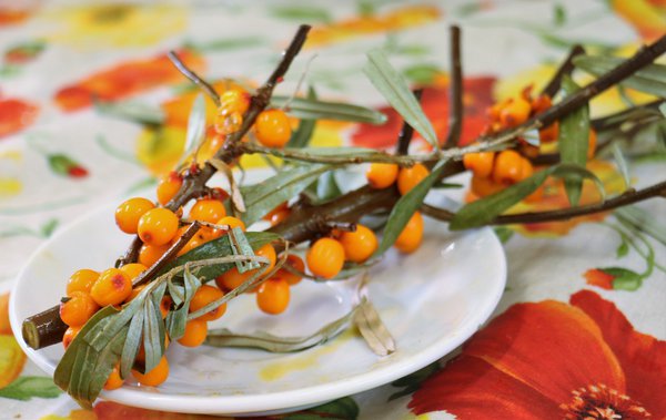 Sanddorn 'Ukraine Victory', Hippophae rhamnoides