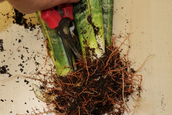 Sansevieria trifasciata Laurentii, Bogenhanf vermehren, Vermehrung durch Teilung, Bogenhaf teilen