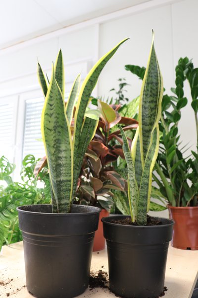 Sansevieria trifasciata Laurentii, Bogenhanf vermehren, Vermehrung durch Teilung, Bogenhaf teilen