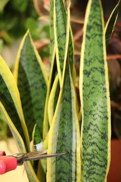 Sansevieria trifasciata Laurentii, Bogenhanf vermehren, Vermehrung durch Blattstecklinge