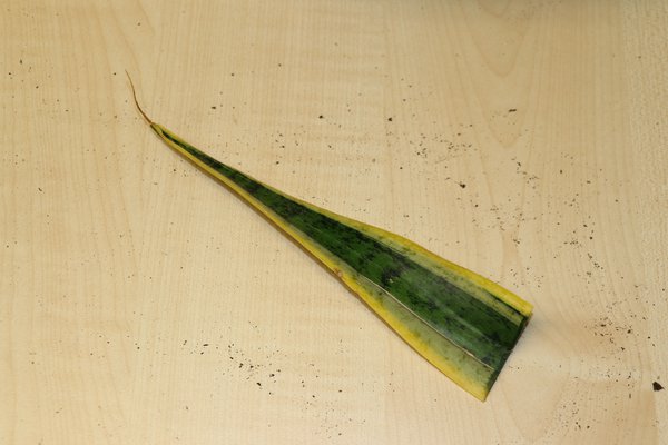 Sansevieria trifasciata Laurentii, Bogenhanf vermehren, Vermehrung durch Blattstecklinge