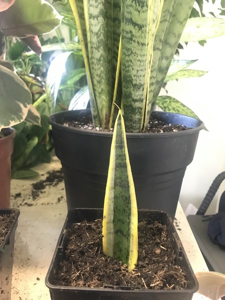 Sansevieria trifasciata Laurentii, Bogenhanf vermehren, Vermehrung durch Blattstecklinge