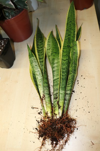 Sansevieria trifasciata Laurentii, Bogenhanf vermehren, Vermehrung durch Teilung, Bogenhaf teilen