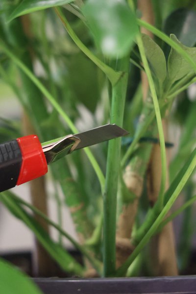 Schefflera schneiden, Strahlenaralie, Schefflera arboricola, lange Stmme bis 10cm ber dem Boden schneiden