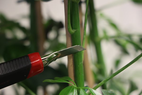 Schefflera schneiden, Strahlenaralie, Schefflera arboricola, Pflanze weiter unten am Stamm schneiden