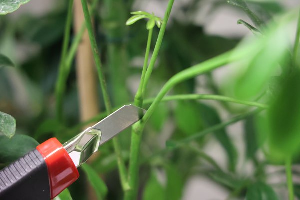 Schefflera schneiden, Strahlenaralie, Schefflera arcoricola, Zweige direkt an ihrem Ansatz entfernen