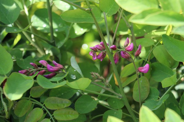 Scheinakazie 'Casque Rouge' (Robinia pseudoacacia 'Casque Rouge')