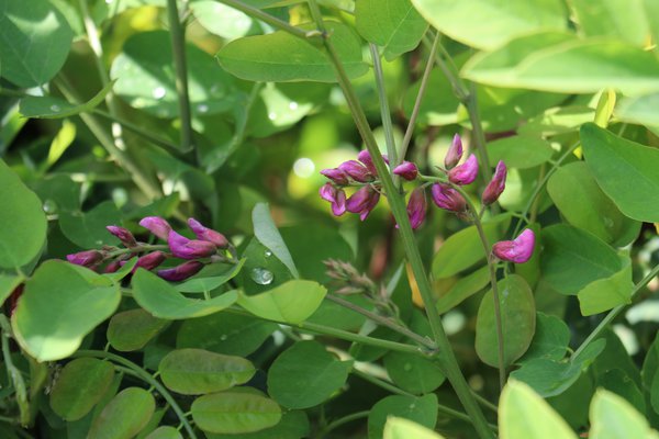 Scheinakazie 'Casque Rouge' (Robinia margaretta 'Casque Rouge')