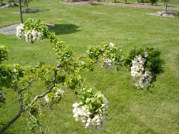 Scheinakazie, Zwerg-Korkenzieher-Akazie 'Twisty Baby' (Robinia pseudoacacia 'Twisty Baby')