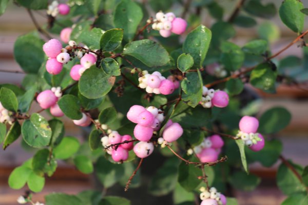 Symphoricarpos doorenbosii Amethyst Schneebeere, Knallerbsenstrauch Amethyst Winterblüher