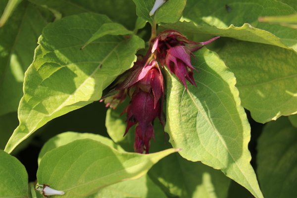 Leycesteria formosa Golden Lanterns Schöne Leycesterie Golden Lanterns