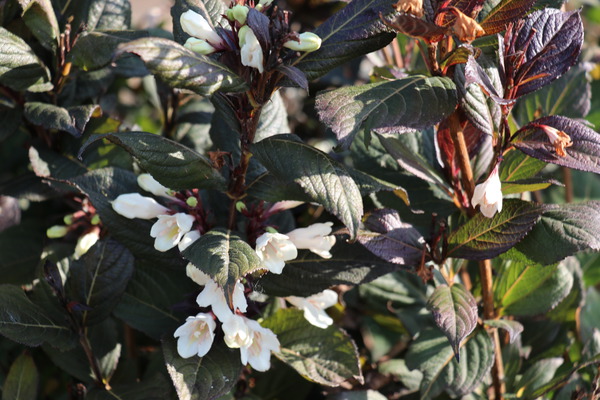 Weigela florida Ebony and Ivory im Herbst