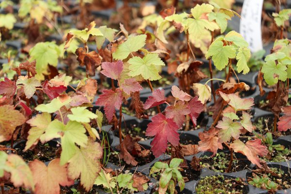 schwarze rotblättrige Johannisbeere Black n Red Sämlinge Lubera