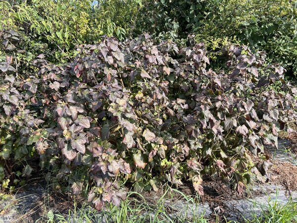 Johannisbeere Black'n'Red 'Premiere', Ribes nigrum, Trockenheit 2026