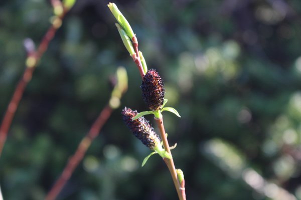 Salix gracilistyla 'Melanostachys'