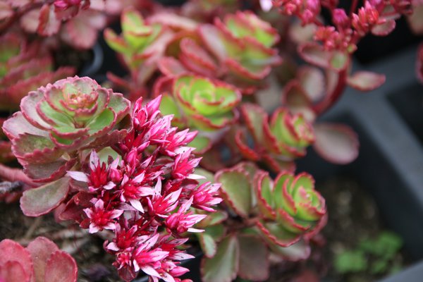 Sedum spurium Fuldaglut