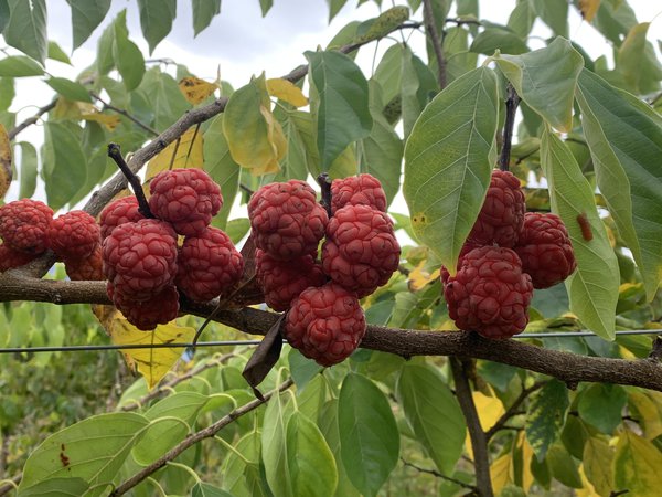 Seidenraupenbaum Seedless Che, Maclura tricuspidata Che, Syn. Cudrania tricuspidata