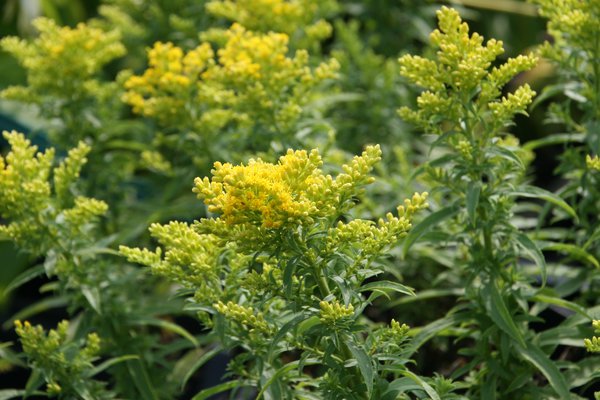 Solidago x cultorum 'Laurin' Garten-Goldrute