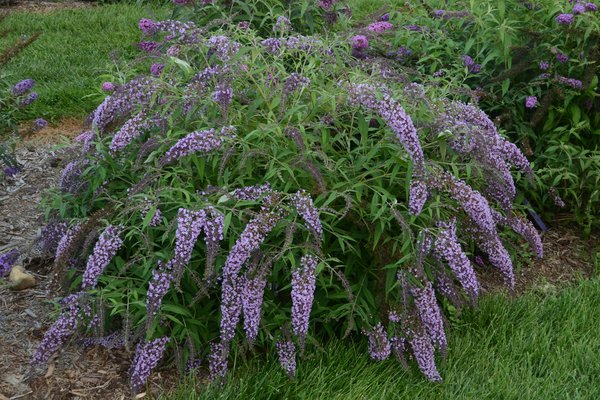 Sommerflieder 'Wisteria Lane' (Buddleja davidii 'Wisteria Lane')