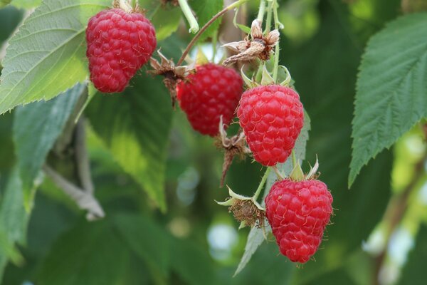 Beerenernte im Juli - Sommerhimbeere Summer Chef