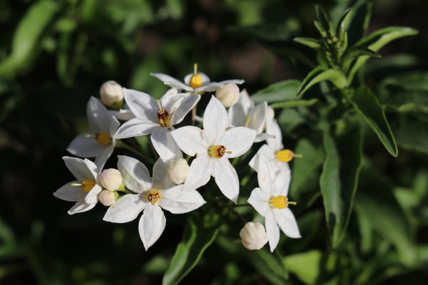 Sommerjasmin (Solanum jasminoides)